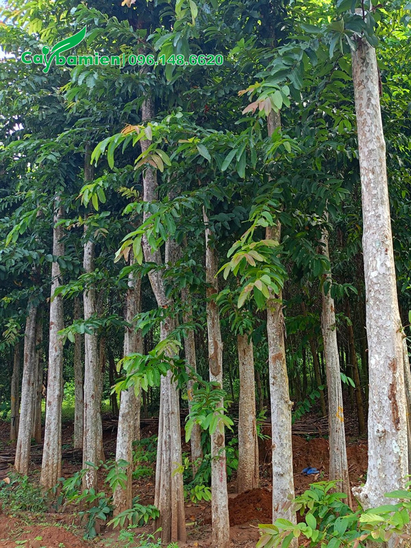 Bằng lăng rừng cao 6m