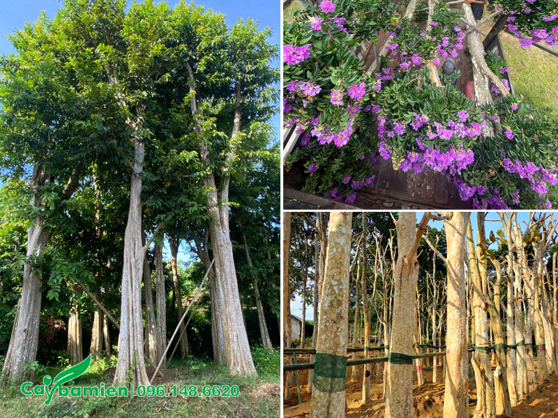 Hình ảnh chi tiết cây săng lẻ cổ thụ