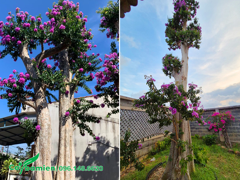 Hình ảnh cây hoa săng lẻ trồng trong sân vườn biệt thự