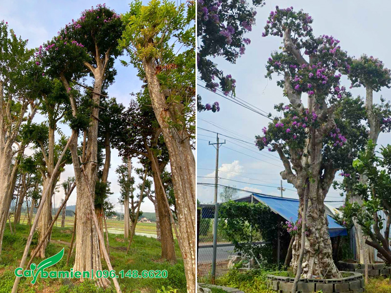 Hình ảnh cây săng lẻ cổ thụ đường kính gốc 40 - 60cm đã dâm ủ kỹ