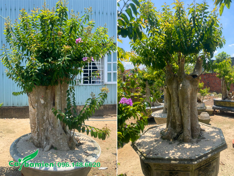 Cây săng lẻ ghép tường vi, chiều cao khoảng 2m