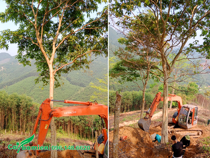 Săng lẻ đánh thẳng công trình, đường kính gốc 35cm