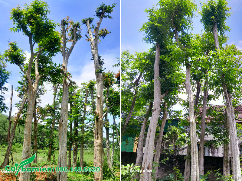 Dâm ủ những cây săng lẻ công trình chiều cao 7 - 8m