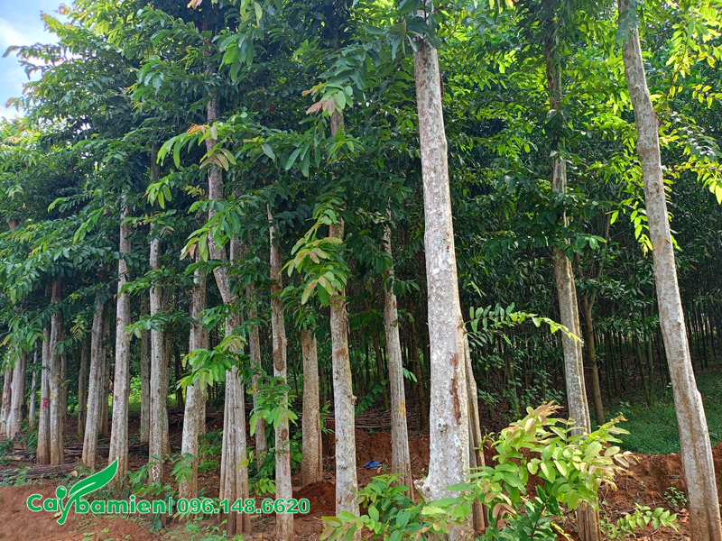 Vườn cây săng lẻ dâm ủ số lượng lớn, chiều cao 5 - 6m