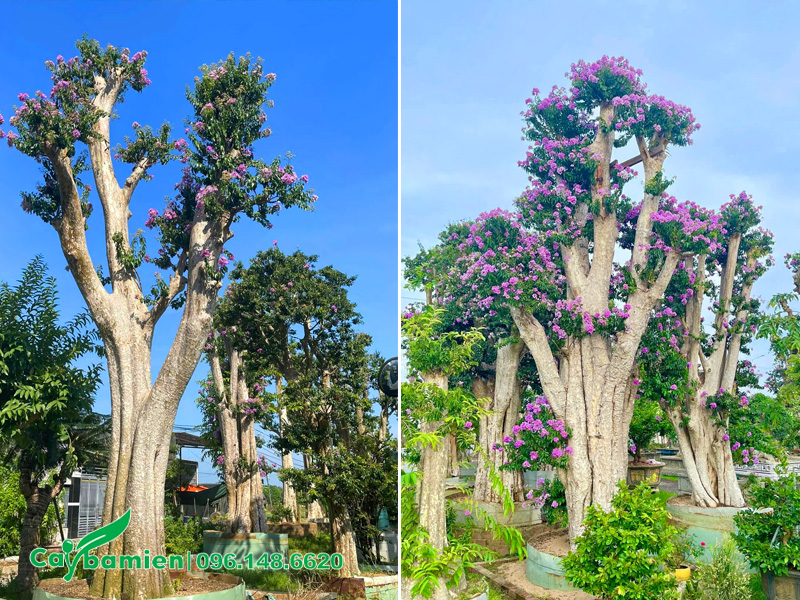 Trồng cây săng lẻ ghép bằng lăng tím trước nhà