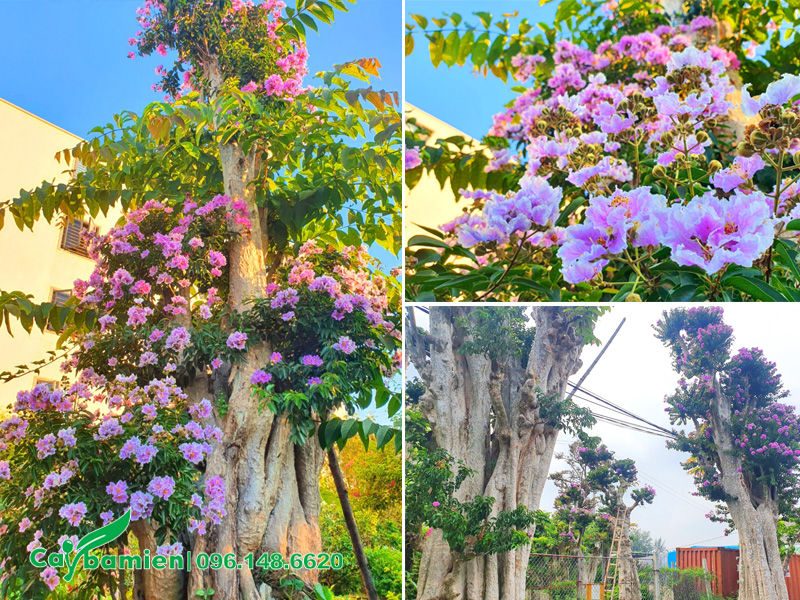 Cây săng lẻ cổ thụ ghép cành hoa bằng lăng tím