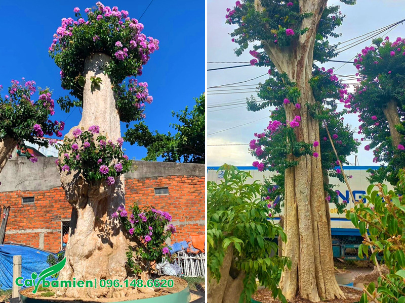 Cây bằng lăng lá nhỏ, thân là phôi săng lẻ cổ thụ đường kính 50-60cm