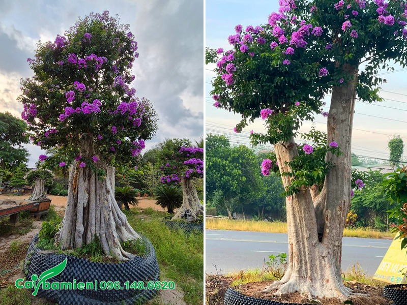 Cây săng lẻ ghép bằng lăng tím chiều cao 2 - 3m