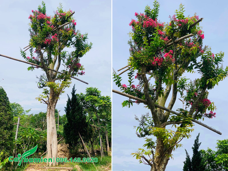 Cây săng lẻ ghép tường vi hồng, chiều cao 5 - 6m