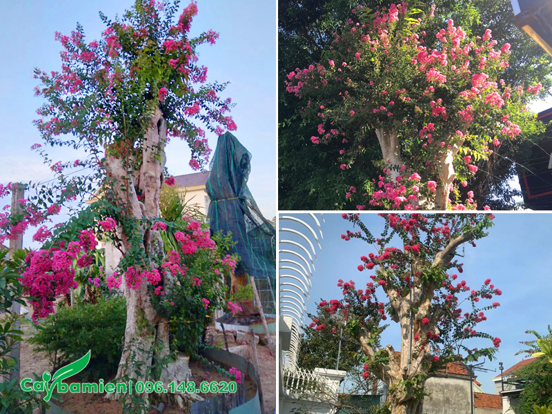 Săng lẻ ghép tường vi hồng, chiều cao khoảng 3m