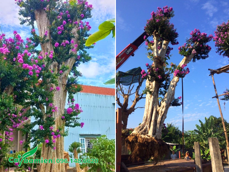 Bán cây săng lẻ ghép hoa bằng lăng tím, tạo nên cây bằng lăng lá nhỏ siêu đẹp