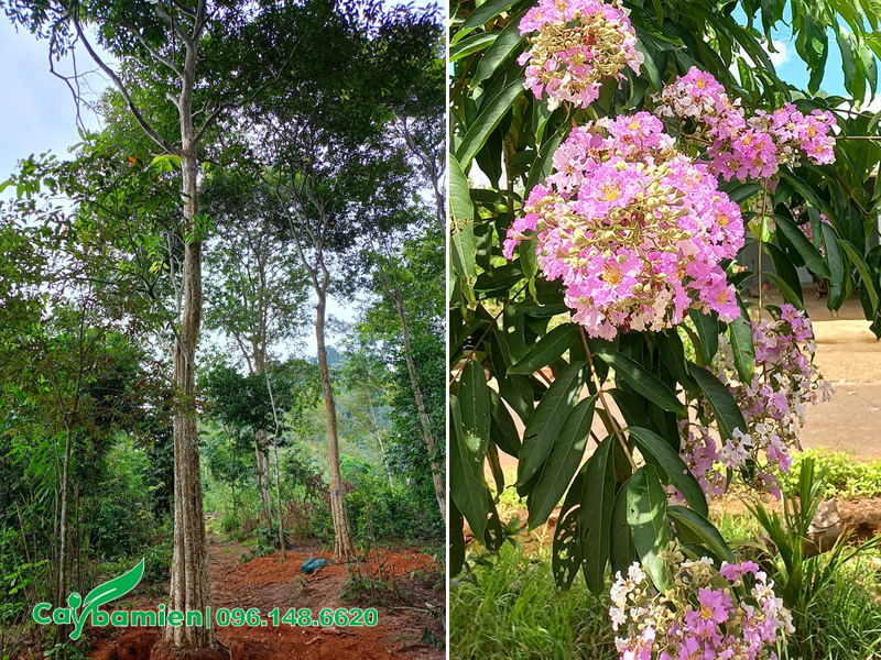 Cây Săng Lẻ nguyên bản, khai thác từ rừng