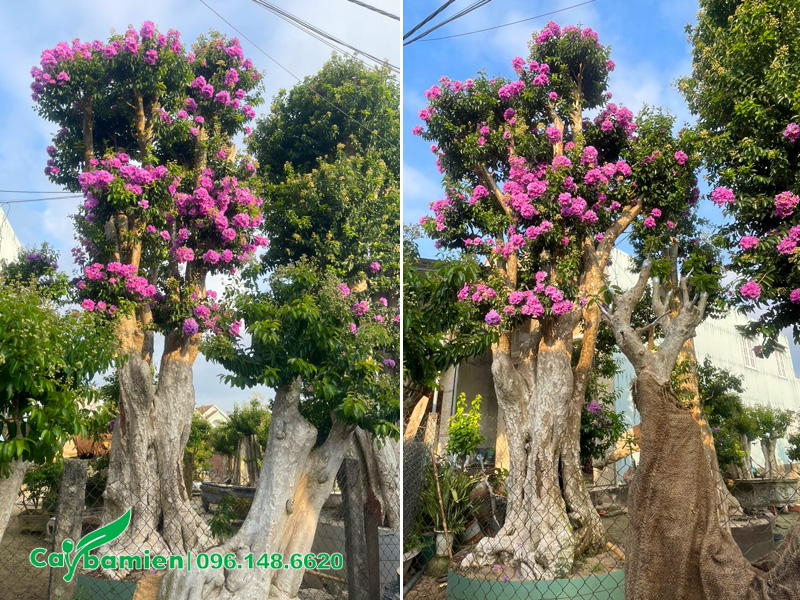 Những tầng tán trên cây săng lẻ cổ thụ đang ra hoa hồng rực rỡ