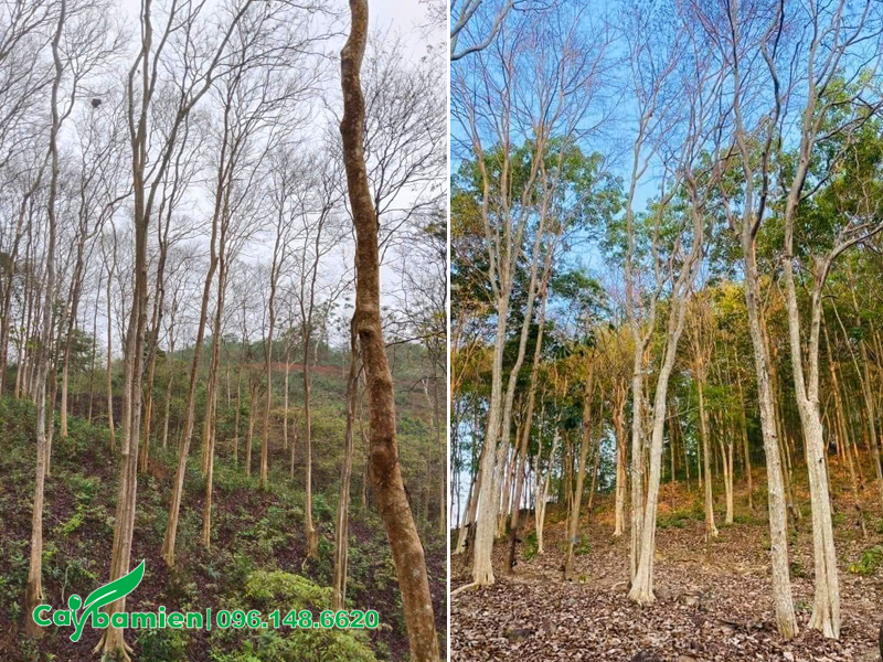 Rừng cây săng lẻ vào mùa khô sẽ rụng hết lá