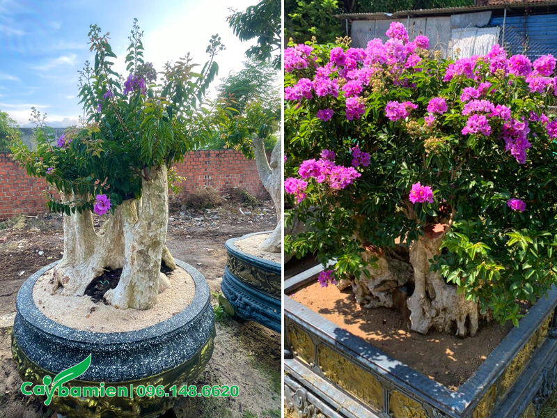 Cây săng lẻ bonsai đã trồng trong chậu cảnh