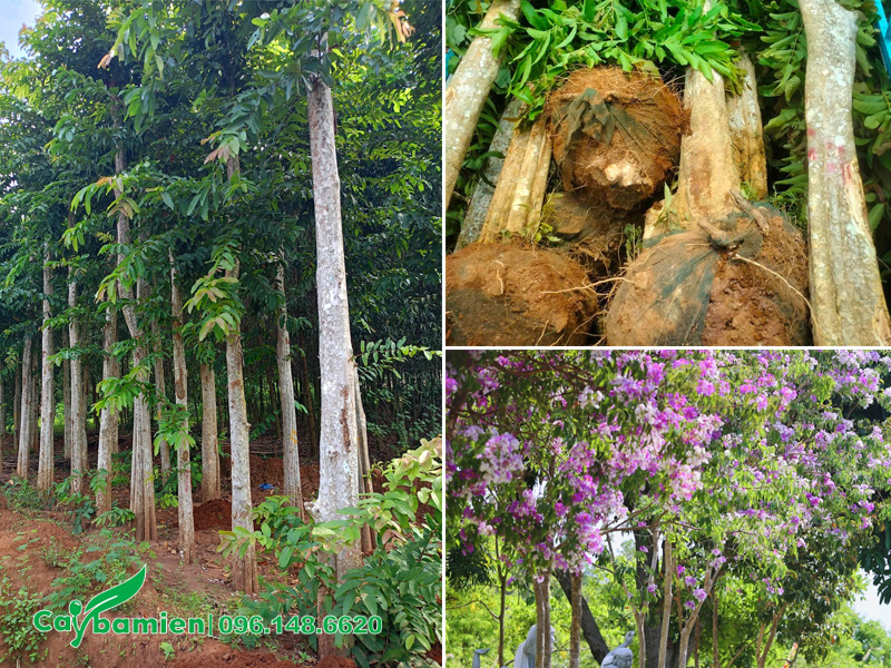 Hình ảnh cây săng lẻ tự nhiên đã dâm ủ lâu năm