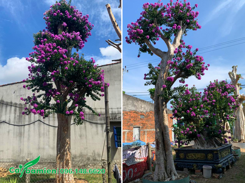 Bằng lăng tím ghép trên thân cây săng lẻ