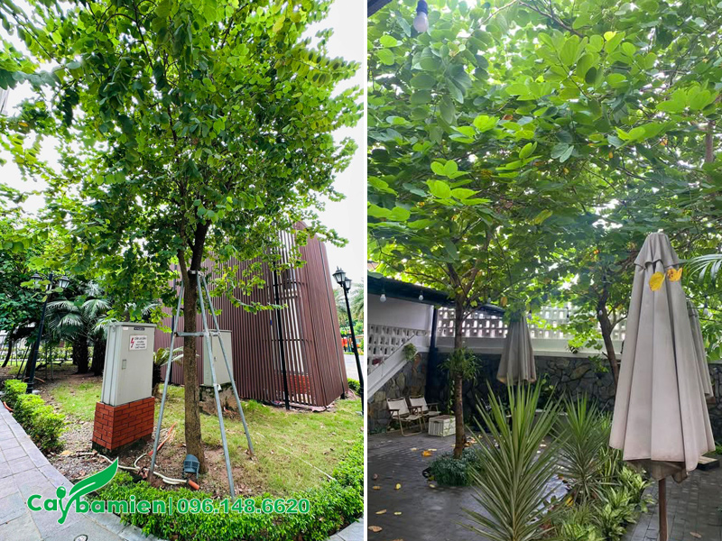 Cây ban tím hoàng hậu trồng trước sân vườn nhà