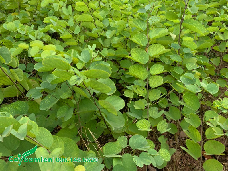 Vườn cây giống ban hoàng hậu chiều cao 70cm trở lên