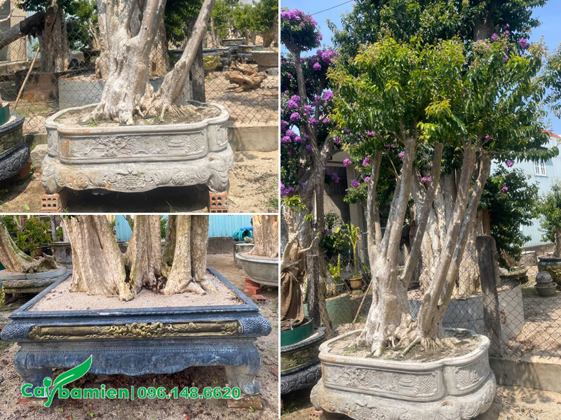 Trồng cây trong chậu cảnh bằng xi măng, có tạo hình đẹp