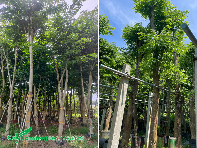 Vườn dưỡng ủ số lượng lớn cây giáng hương đuôi công và giáng hương huyết