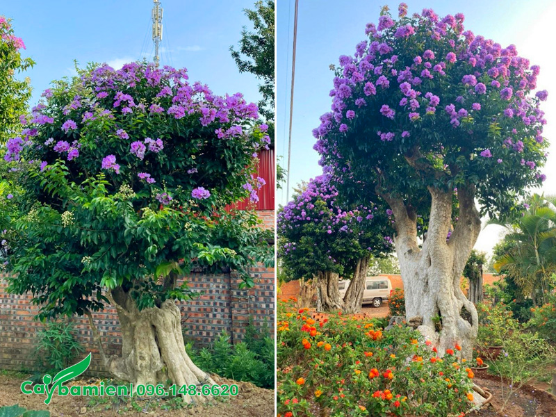 Cây hoa bằng lăng tím ghép trên thân cây săng lẻ, hoa nở cực kỳ sai