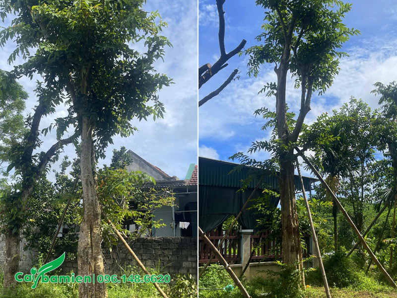 Chống cọc đỡ cho cây săng lẻ công trình