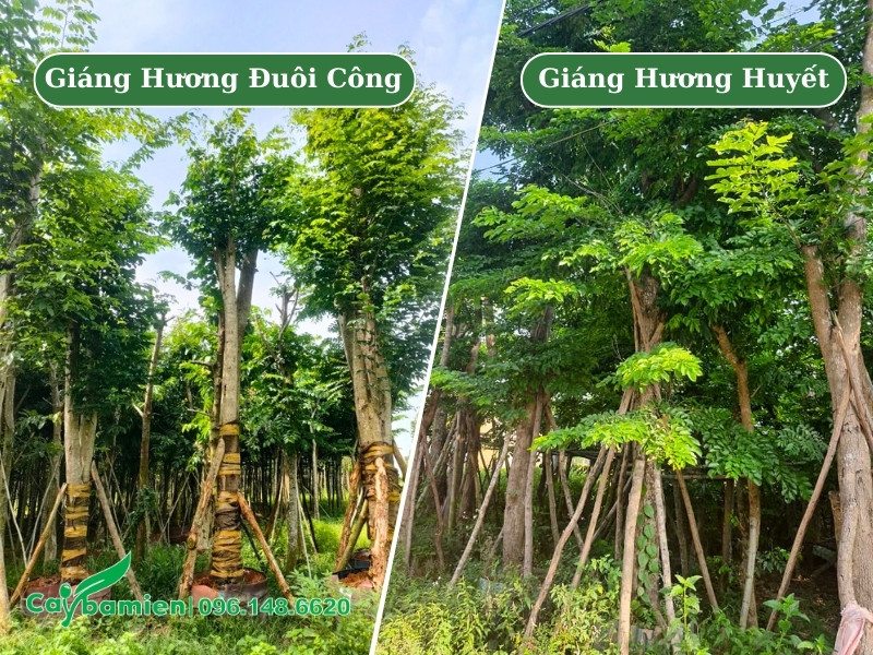 Vườn dưỡng các loại cây giáng hương công trình đường kính lớn