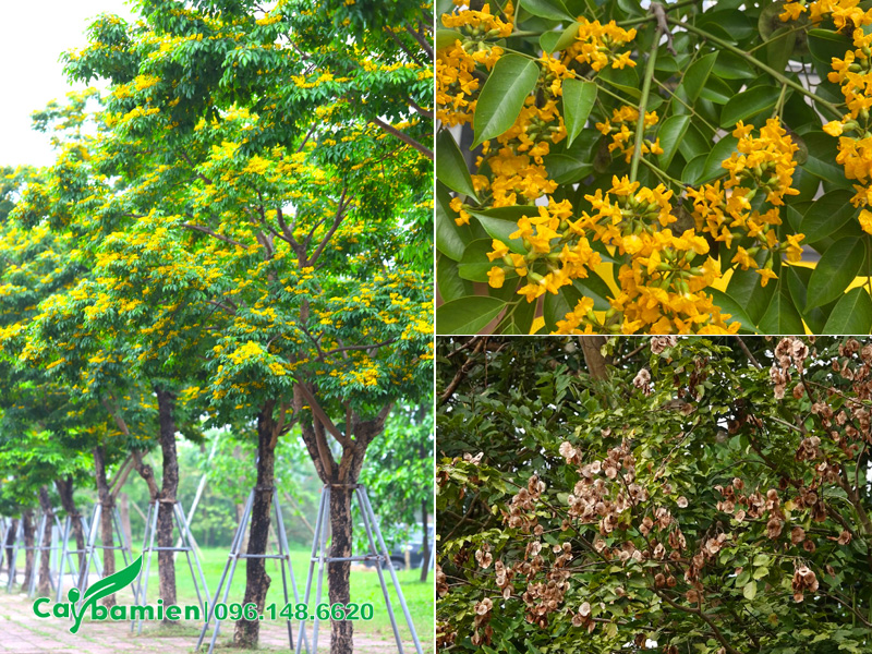 Cây giáng hương huyết trồng đường phố