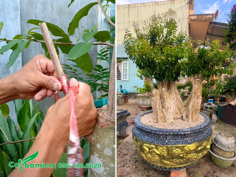 Những chậu cây săng lẻ ghép tường vi đẹp, được trồng để làm cảnh