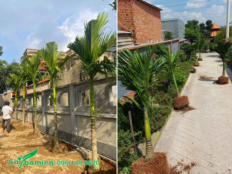 Tiến hành trồng cây cau trước nhà, cây lâu năm, cao thẳng