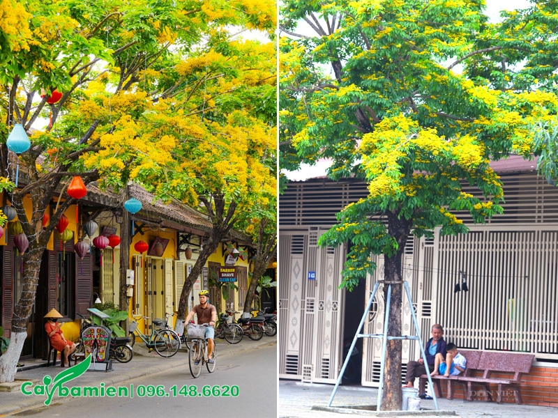 Cây giáng hương trong phong thủy mang ý nghĩa về thịnh vượng, tài lộc