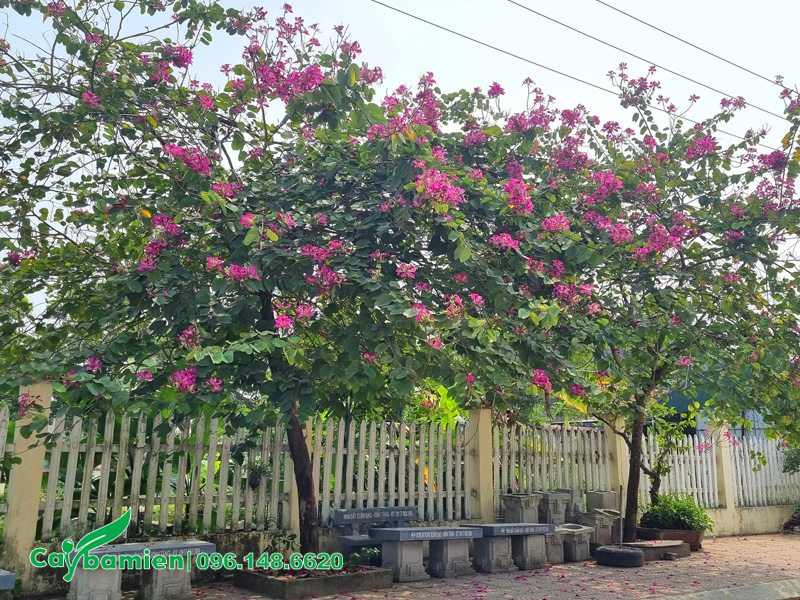 Những cây ban tím trồng gần hàng rào vẫn đảm bảo an toàn cho công trình