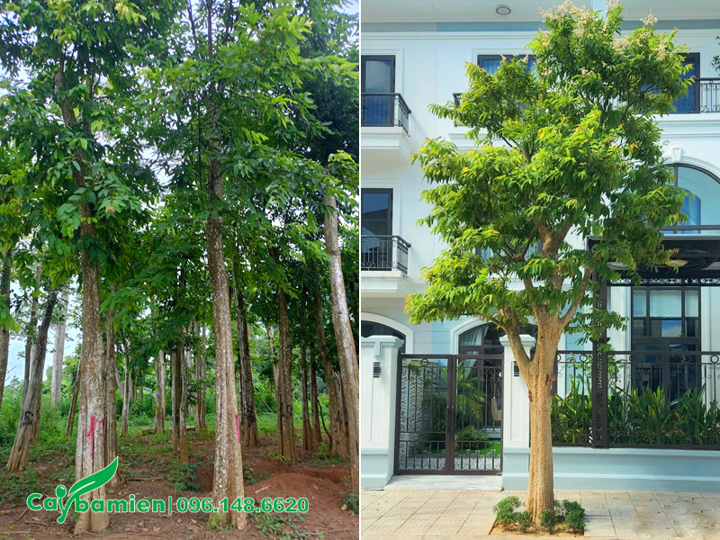 Cây săng lẻ công trình trồng trước nhà