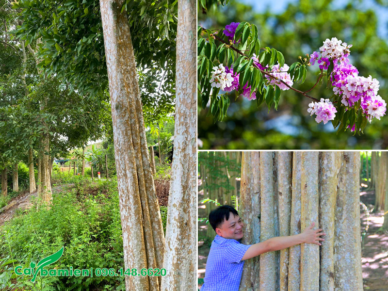 Quan sát hình ảnh thân cây thực tế