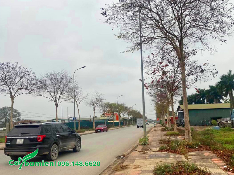 Hành cây săng lẻ trồng vỉa hè đã rụng hết lá