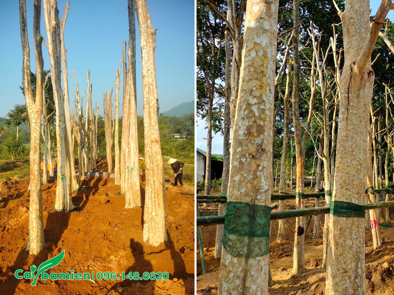 Tiến hành dâm ủ, dựng dọc đỡ cho cây săng lẻ mới khai thác từ rừng về