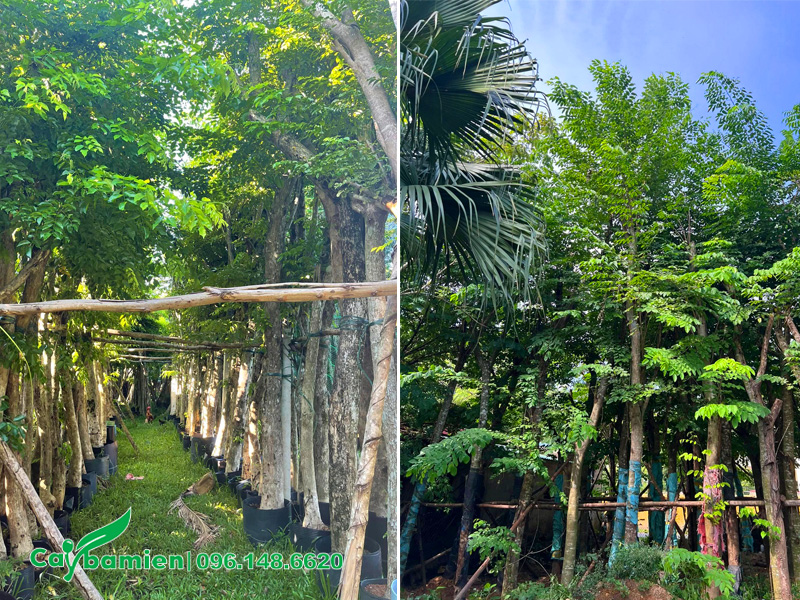 Dâm ủ số lượng cây giáng hương đường kính gốc 10 - 20cm