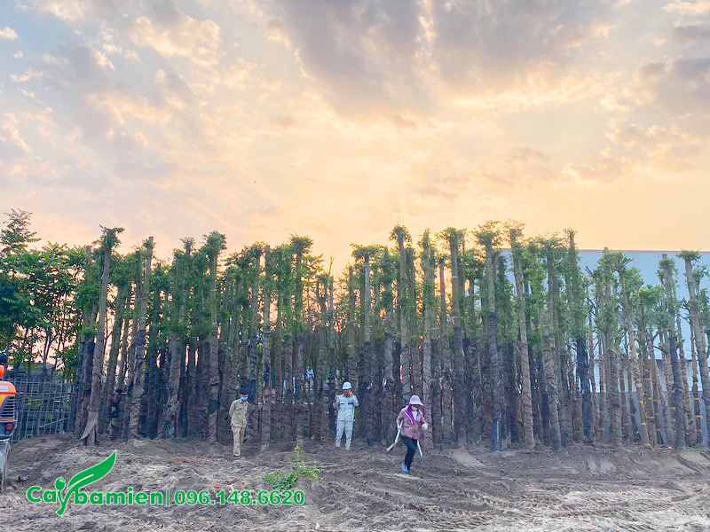 Dưỡng ủ số lượng lớn cây bàng đài loan công trình