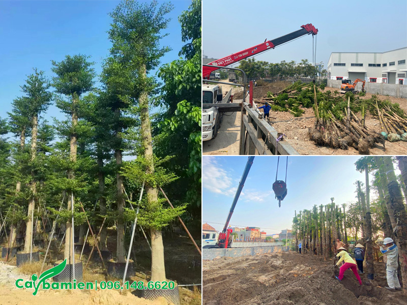 Cung cấp và dưỡng ủ cây công trình cho dự án lớn