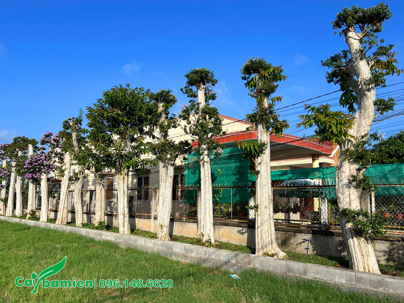 Săng lẻ ghép hoa bằng lăng nước, chiều cao 5m, thân trắng đẹp