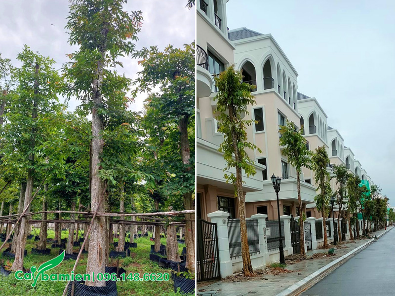 Trồng cây săng lẻ cho khu biệt thự cao cấp