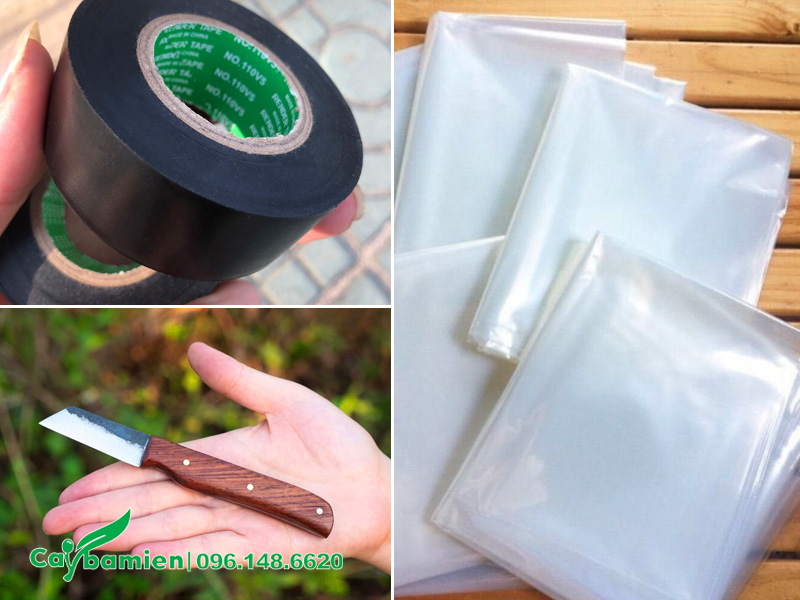 Dụng cụ cần dùng trong quá trình ghép cành cho cây săng lẻ ghép tường vi