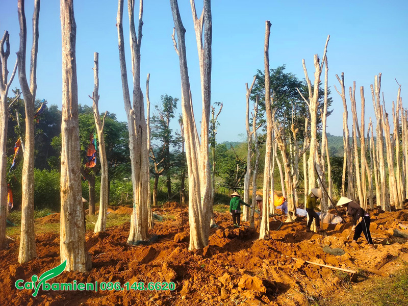 Dưỡng số lượng lớn cây săng lẻ cao hơn 10m