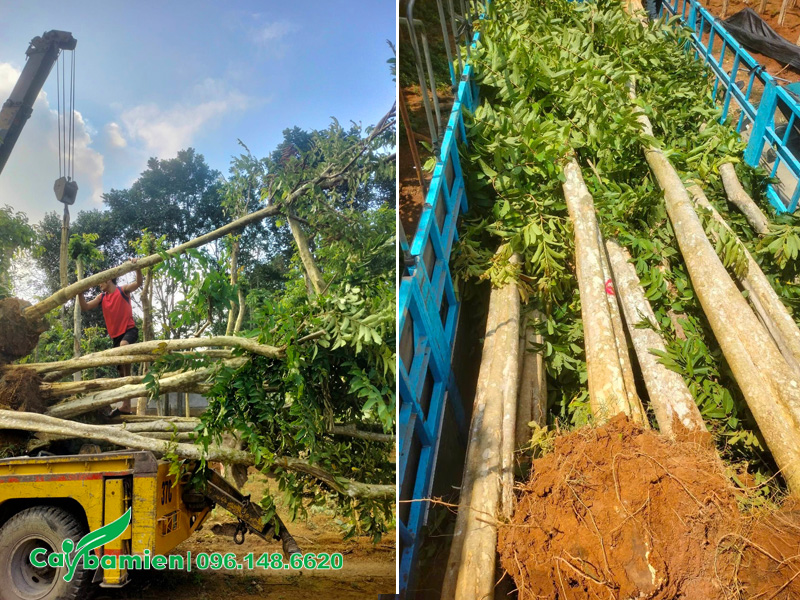 Bằng lăng rừng lâu năm, chiều cao 6 - 7m