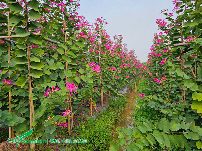 Vườn cây giống hoa ban tím sẵn hoa
