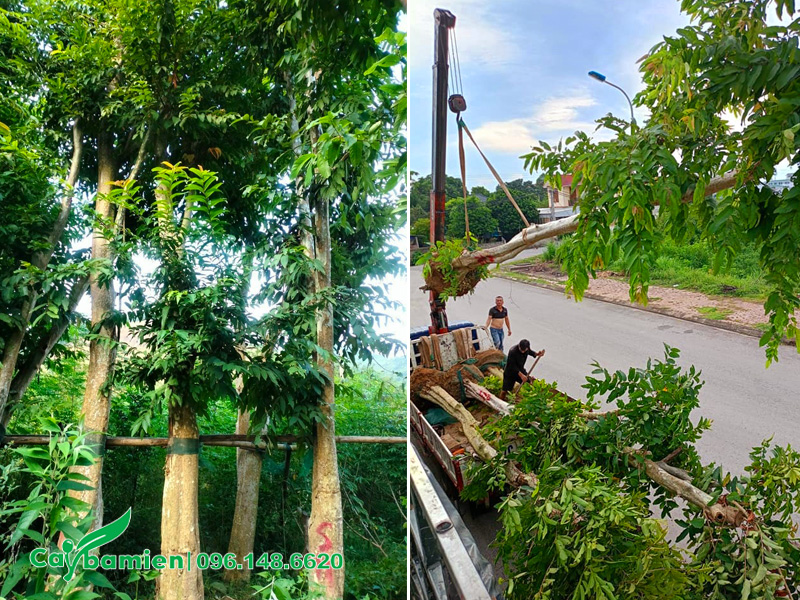 Hàng cây săng lẻ đã dâm ủ, được cẩu xếp lên xe đầu kéo