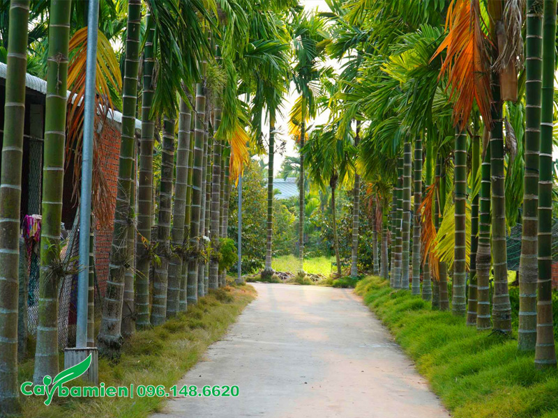 Cây cau ta trồng dọc đường đi, cây cao lớn cả chục mét