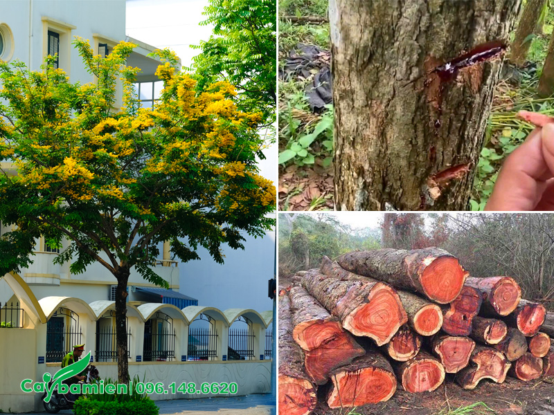 Cây giáng hương hợp mệnh gì trong phong thủy?