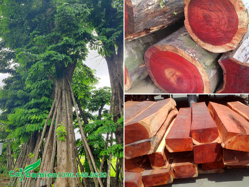 Cây giáng hương huyết cổ thụ, cho chất lượng gỗ đỏ tuyệt vời